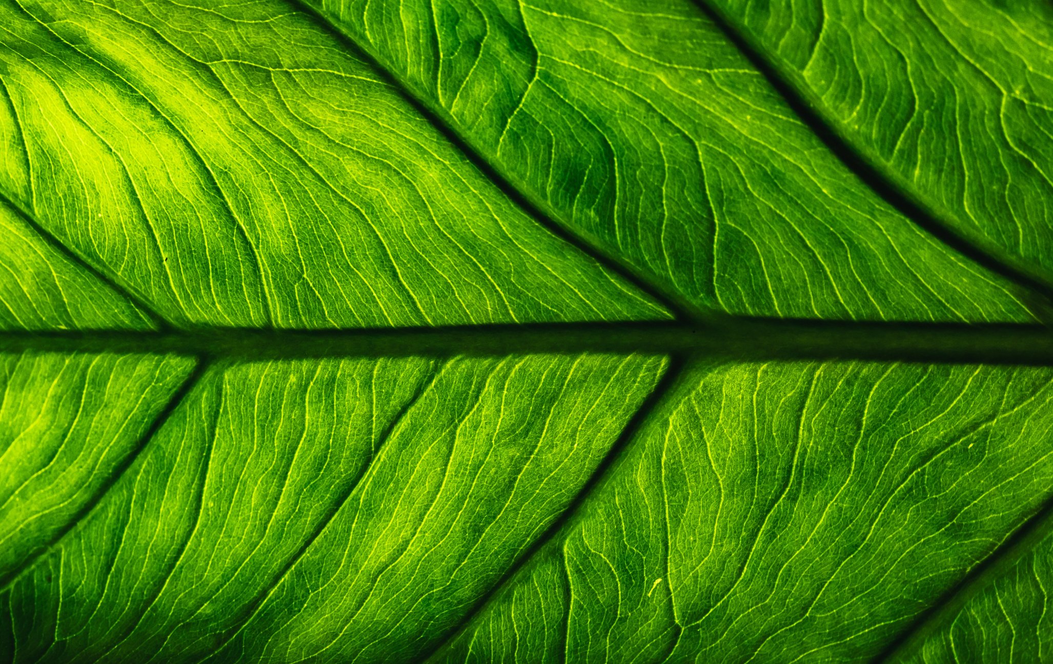 Alocasia Leaf Closeup